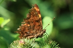 Gro&szlig;er Blaupfeil - Weibchen