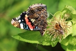 Blutrote Heidelibelle - M&auml;nnchen