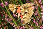 Blutrote Heidelibelle - M&auml;nnchen
