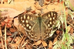 Kleine Pechlibelle - Weibchen