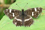 Kleine Binsenjungfer - Weibchen
