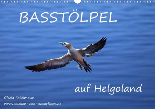 Basstölpel auf Helgoland