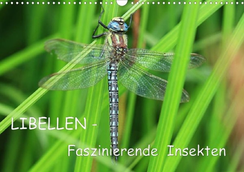 Libellen - Faszinierende Insekten